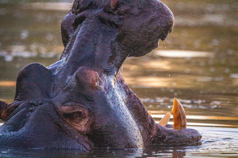 a large elephant is standing in some water with his head above the water