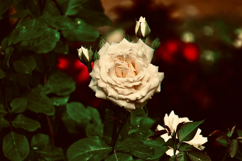 a white flower with leaves around it