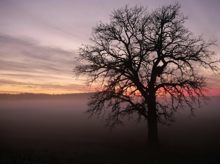 a lone tree on a foggy evening