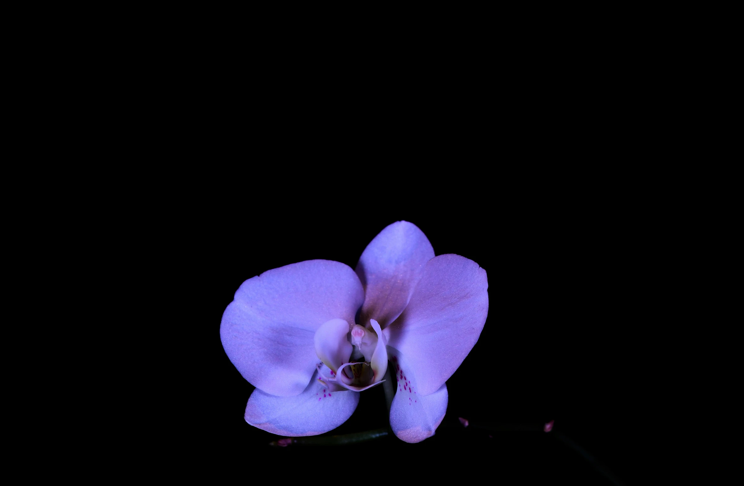a purple flower is standing out in the dark