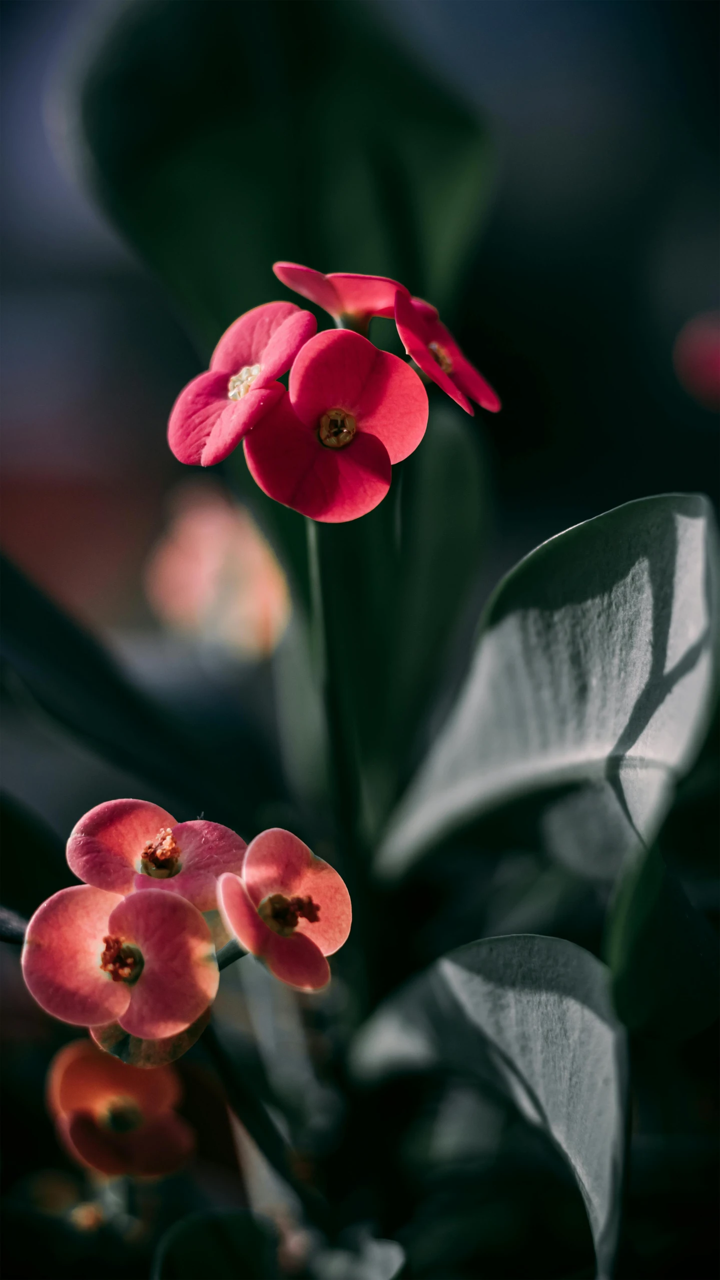 red flowers with leaves reflected on the top