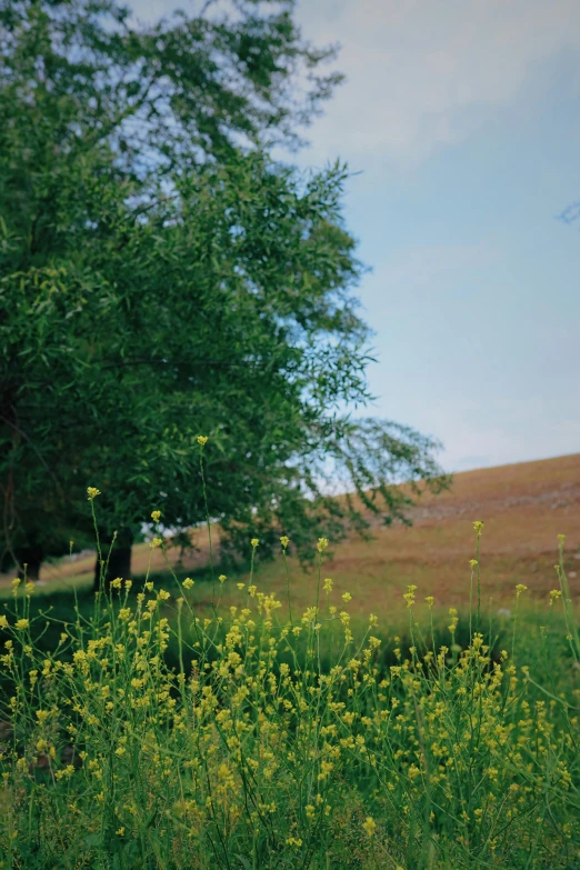 a grassy field that has some trees in the distance