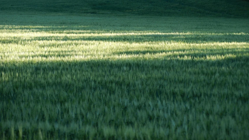 green grass in the open field with an animal standing on one side