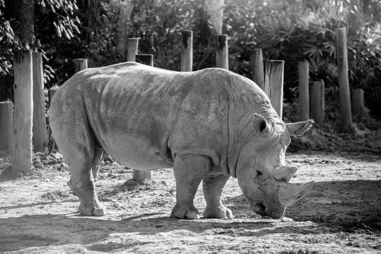 black and white po of a rhinoceros grazing