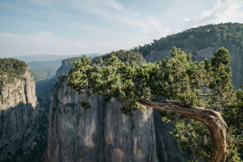 a tree sitting at the end of a cliff near many cliffs