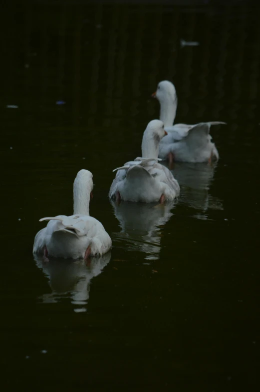 four white swans are floating in the water