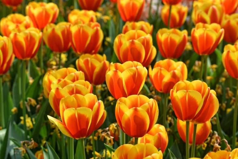 closeup of many orange tulips and one yellow flower is in the foreground