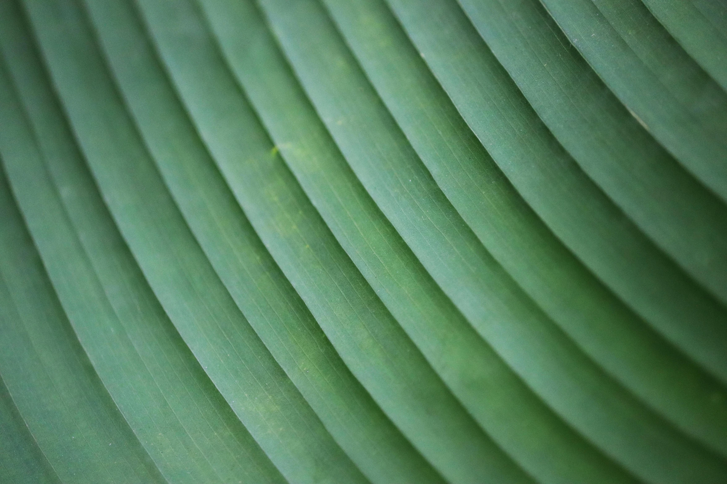 closeup view of the green texture of a leaf