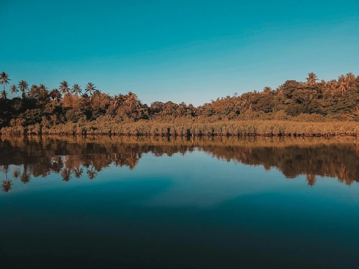 there are many trees that have grown and placed on the shore of the lake