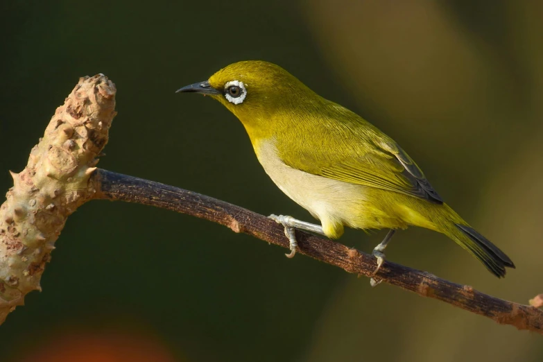 there is a small yellow bird sitting on the nch