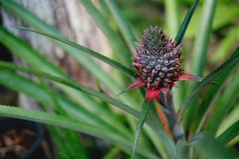 a pineapple that has very large leaves and red flower