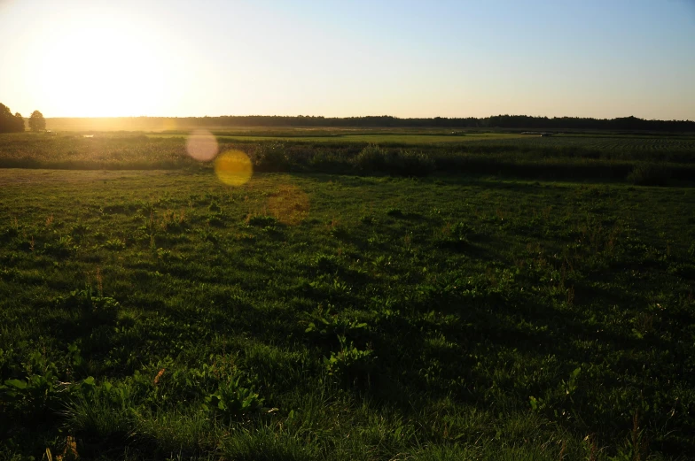 a field of green grass with a sun shining