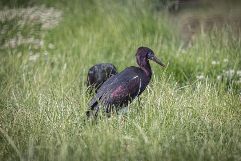 there are two birds standing in the tall grass