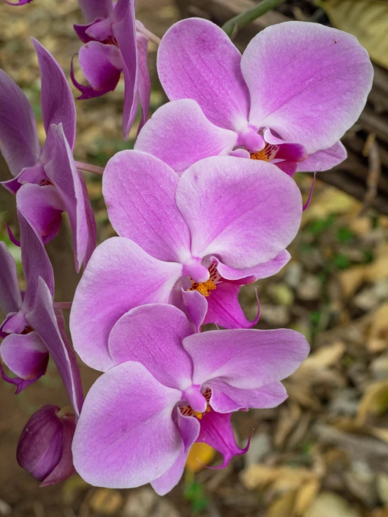 a close up of a single flower on a stalk