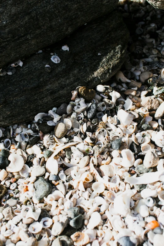 there is a rock and some shells in the sand