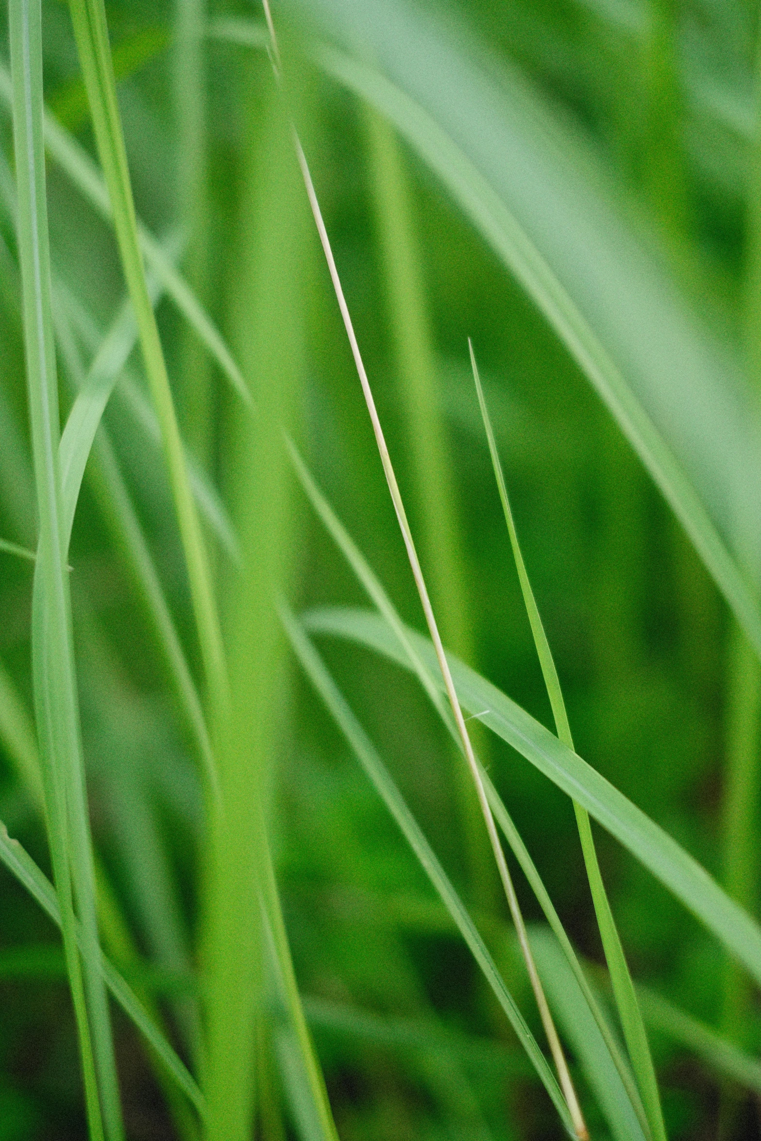 a bird is perched on top of some grass