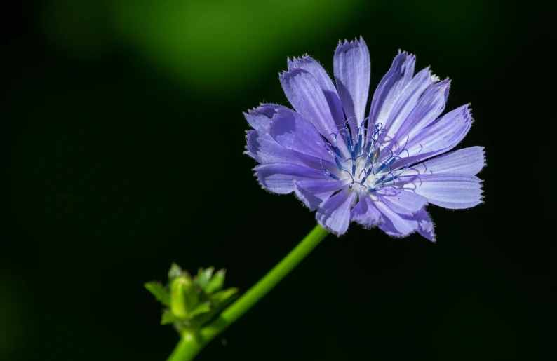 a blue flower on the stem of a plant