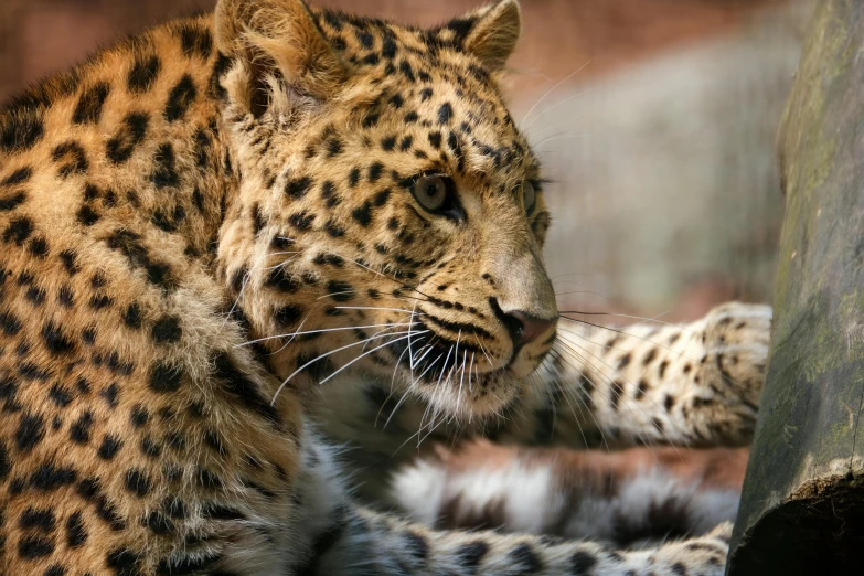 a big cheetah cub looks out from his enclosure at the zoo