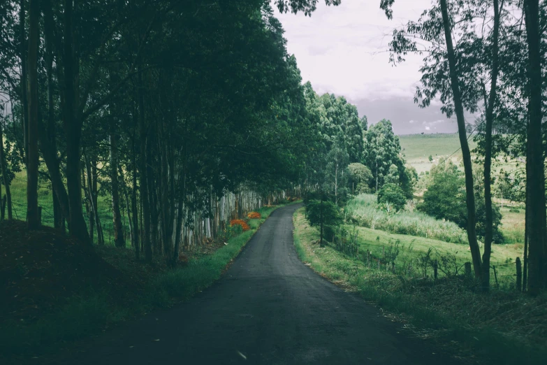 a country road with trees lining the sides