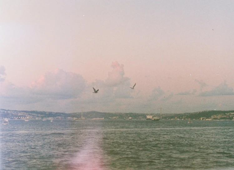 three birds flying over the water on the shore