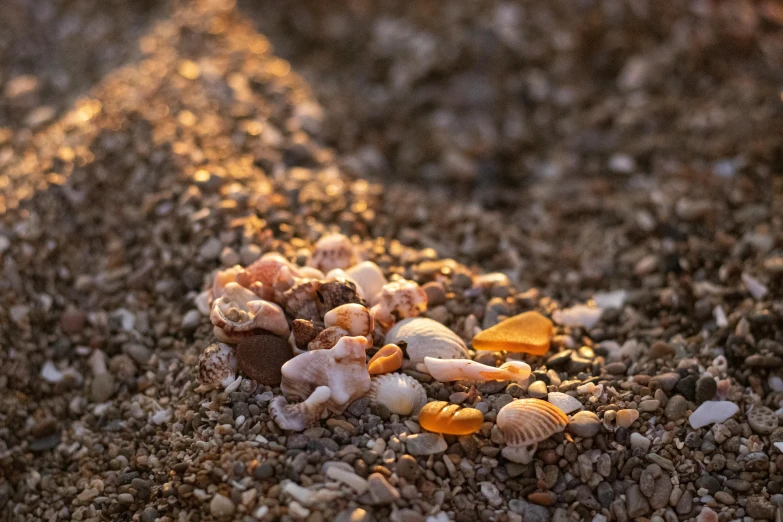 close up s of small shells on the beach