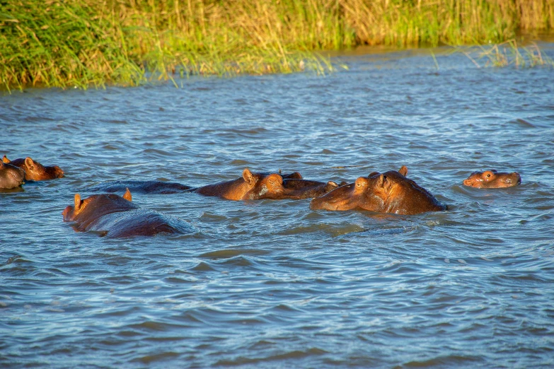 a group of hippo swimming in the river