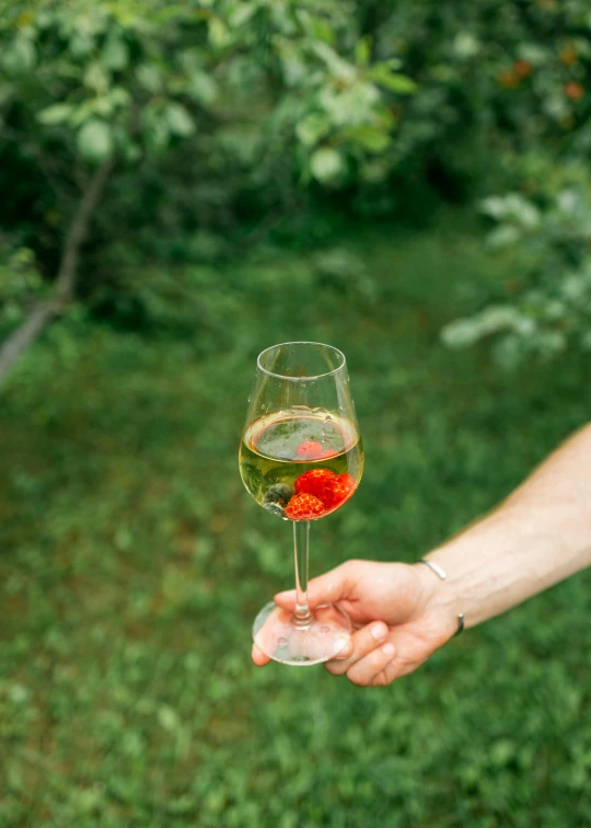 a hand holding a glass of white wine in a grassy area