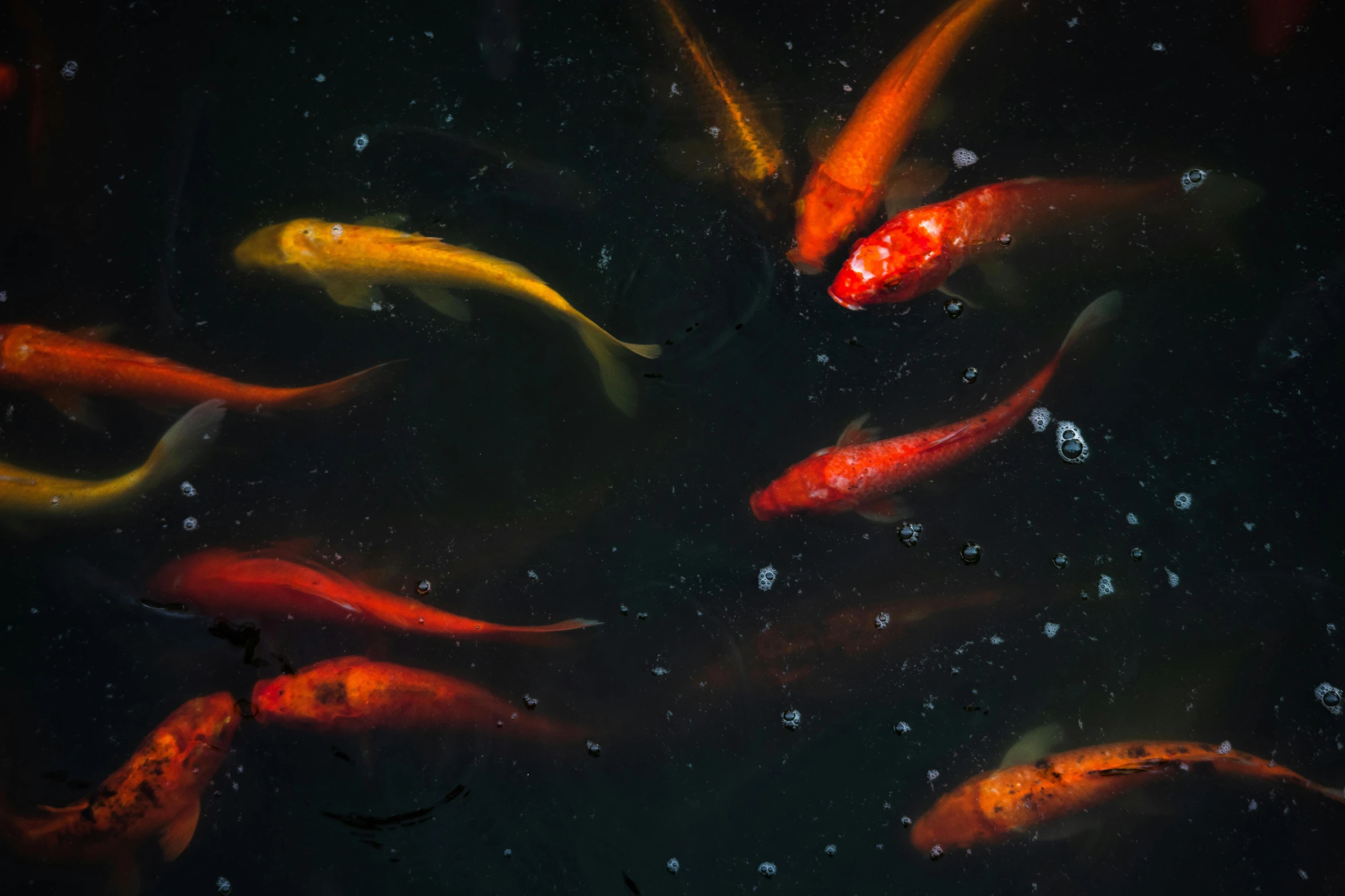 many orange fish swimming in an aquarium