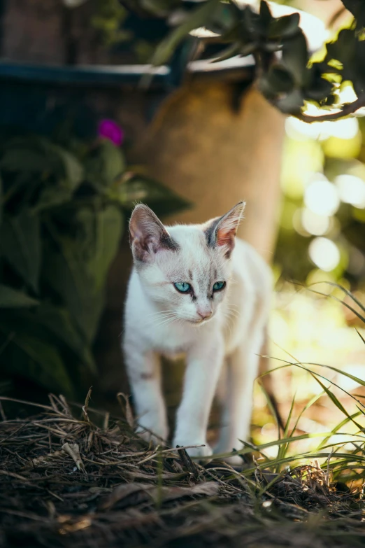 a white cat walking on the ground between two plants