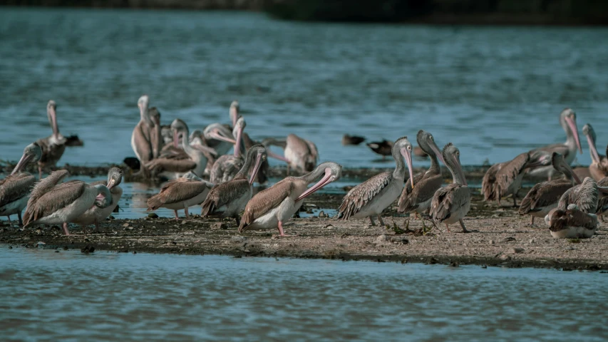 a group of pelicans gather around the shore