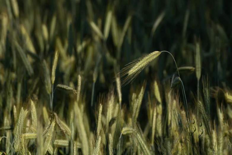 a tall grass field with very thin ears