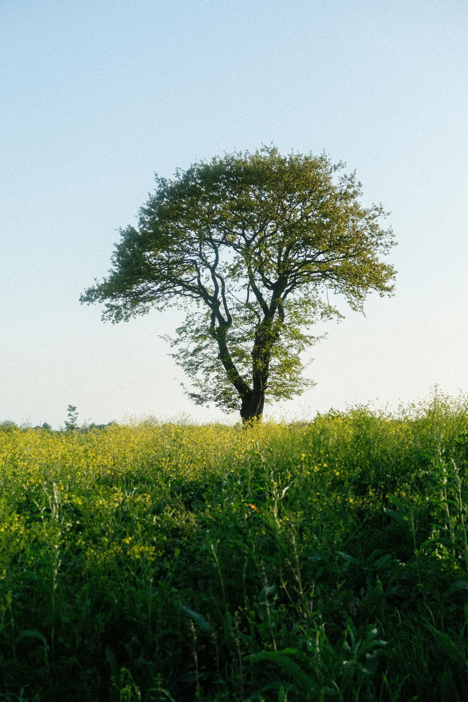 a lone tree in the middle of a grassy field