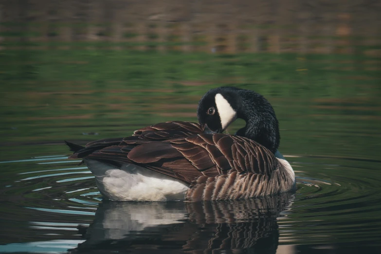 a goose is swimming on a pond