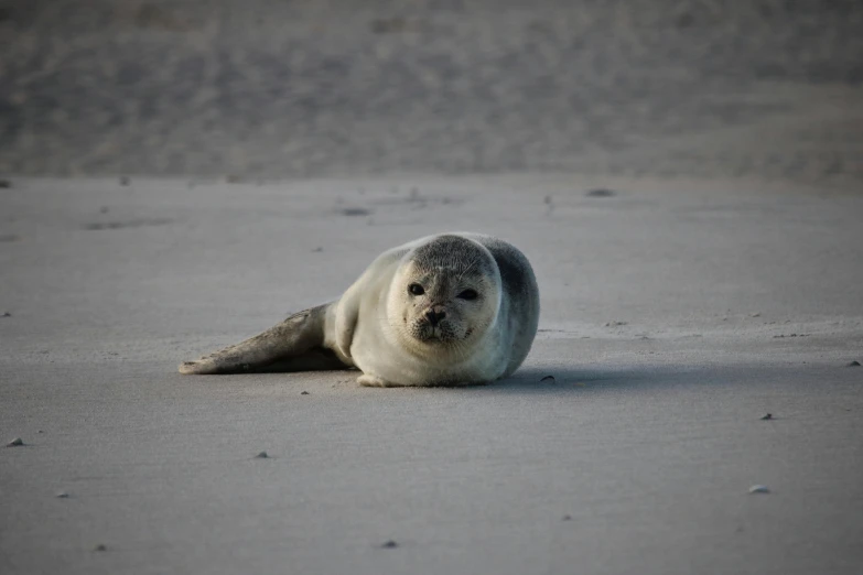 a walpopolite seal is laying down on a sandy beach