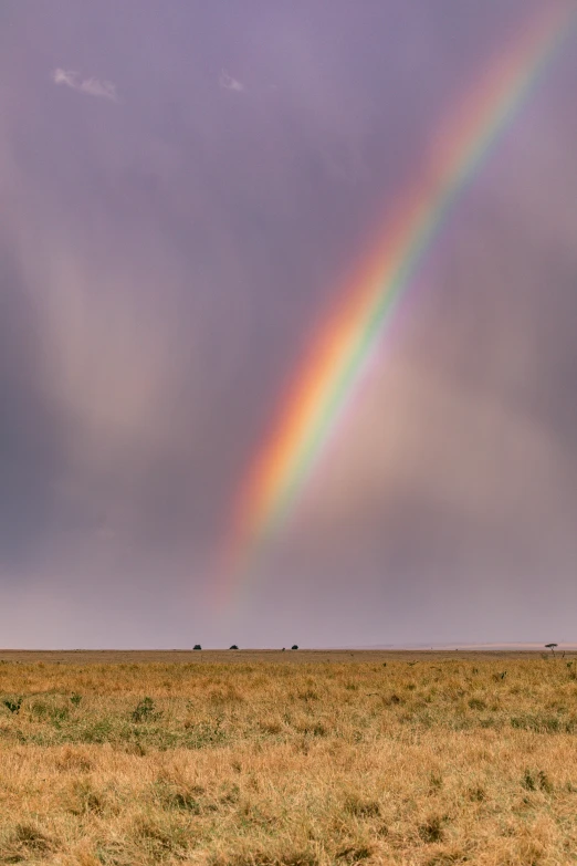 the rainbow is seen over the field with tall grass