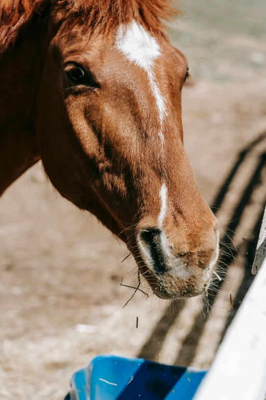 a brown and white horse sticking its head into a blue feeder