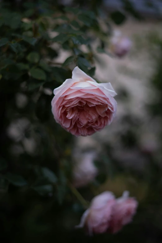 pink flowers hanging in front of leaves and dirt