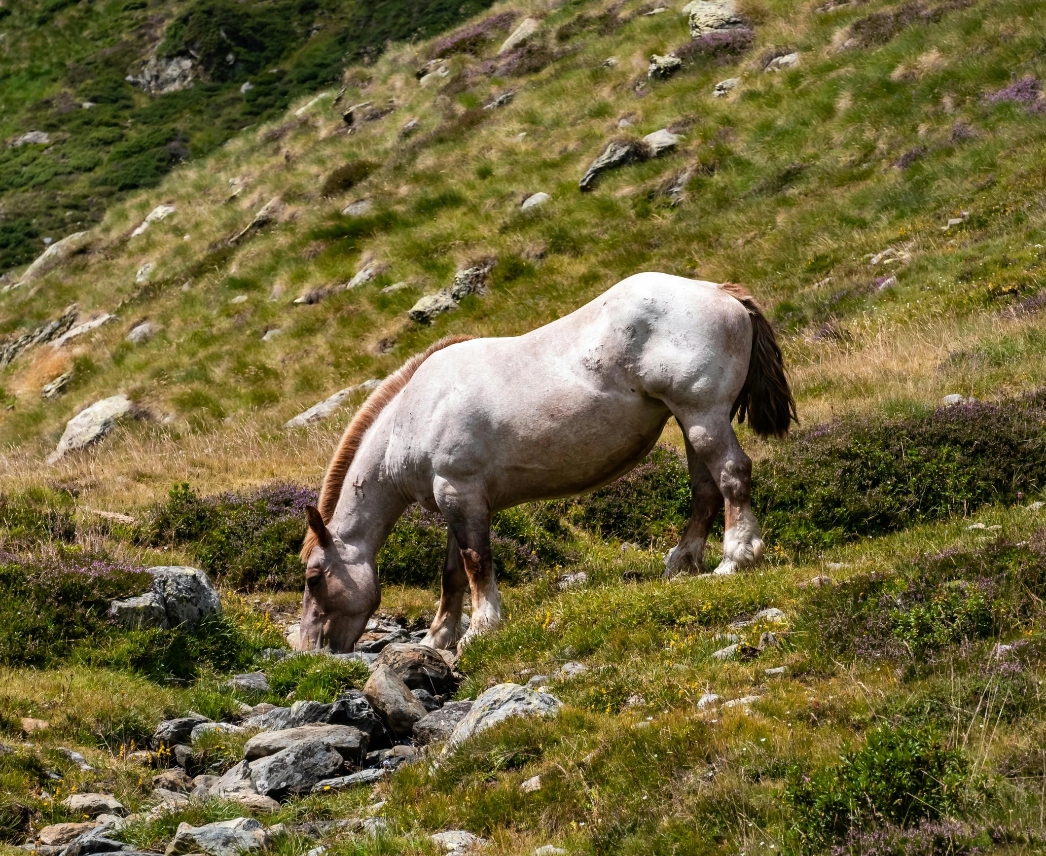 the horse is eating some grass in the mountains