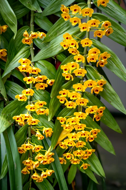 there is a group of yellow flowers blooming