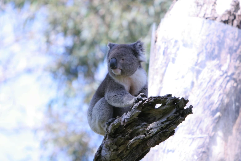 a koala is sitting on a tree limb with no leaves