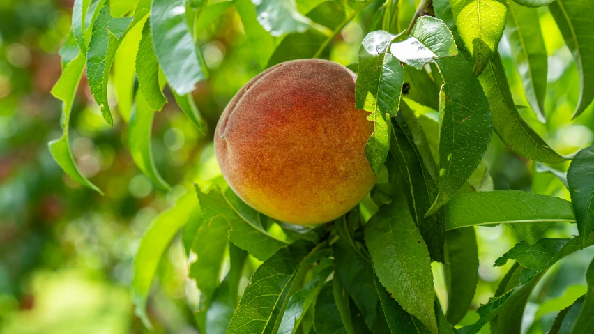 a close up of a fruit tree with some leaves