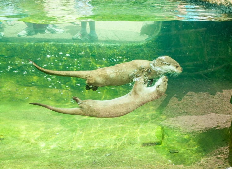 two large animals playing in the water inside an aquarium