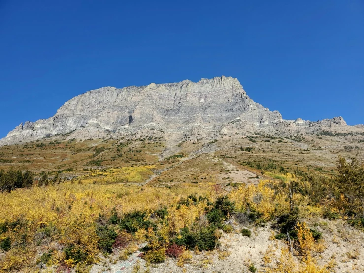 a mountain range covered with grass and yellow plants