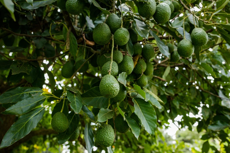 a bunch of fruit hanging from a tree with green leaves