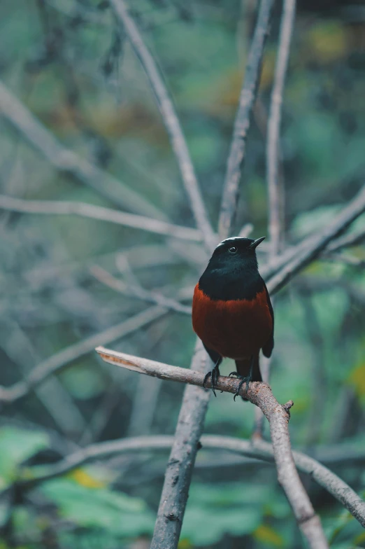 red and black bird standing on a nch