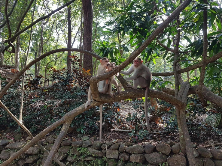 two monkeys sitting on the nch of a tree