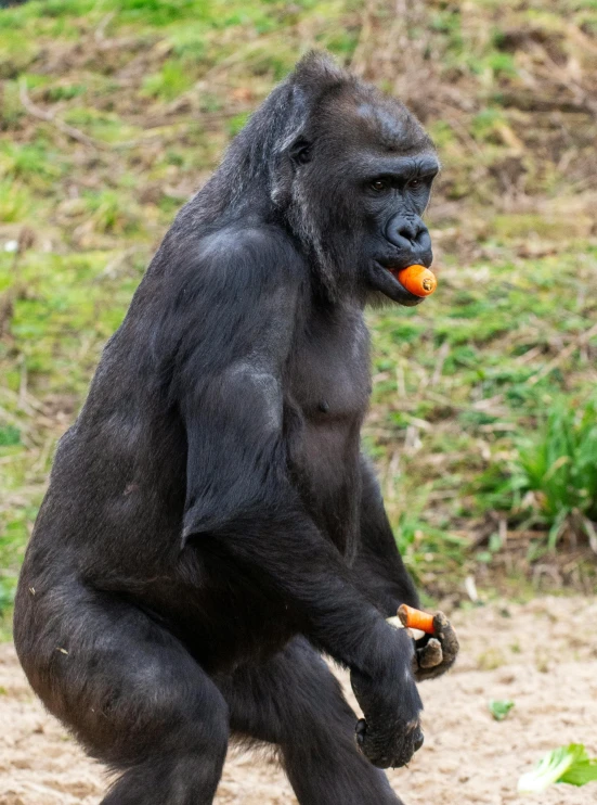 a close - up of a gorilla sitting on the ground