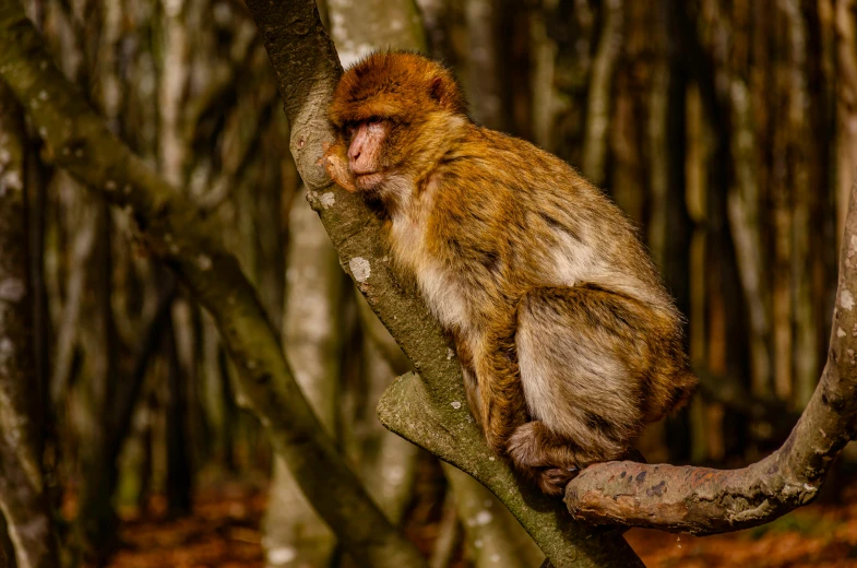 a brown monkey sitting in a tree looking around