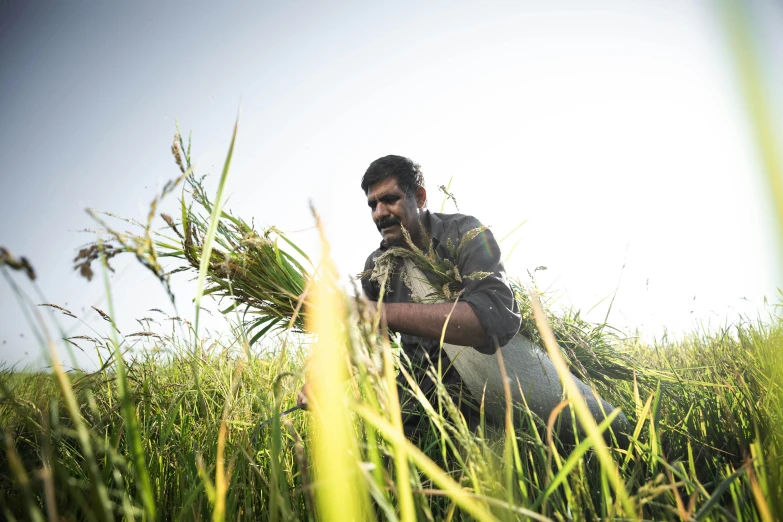 a man sitting in tall grass holding a stalk