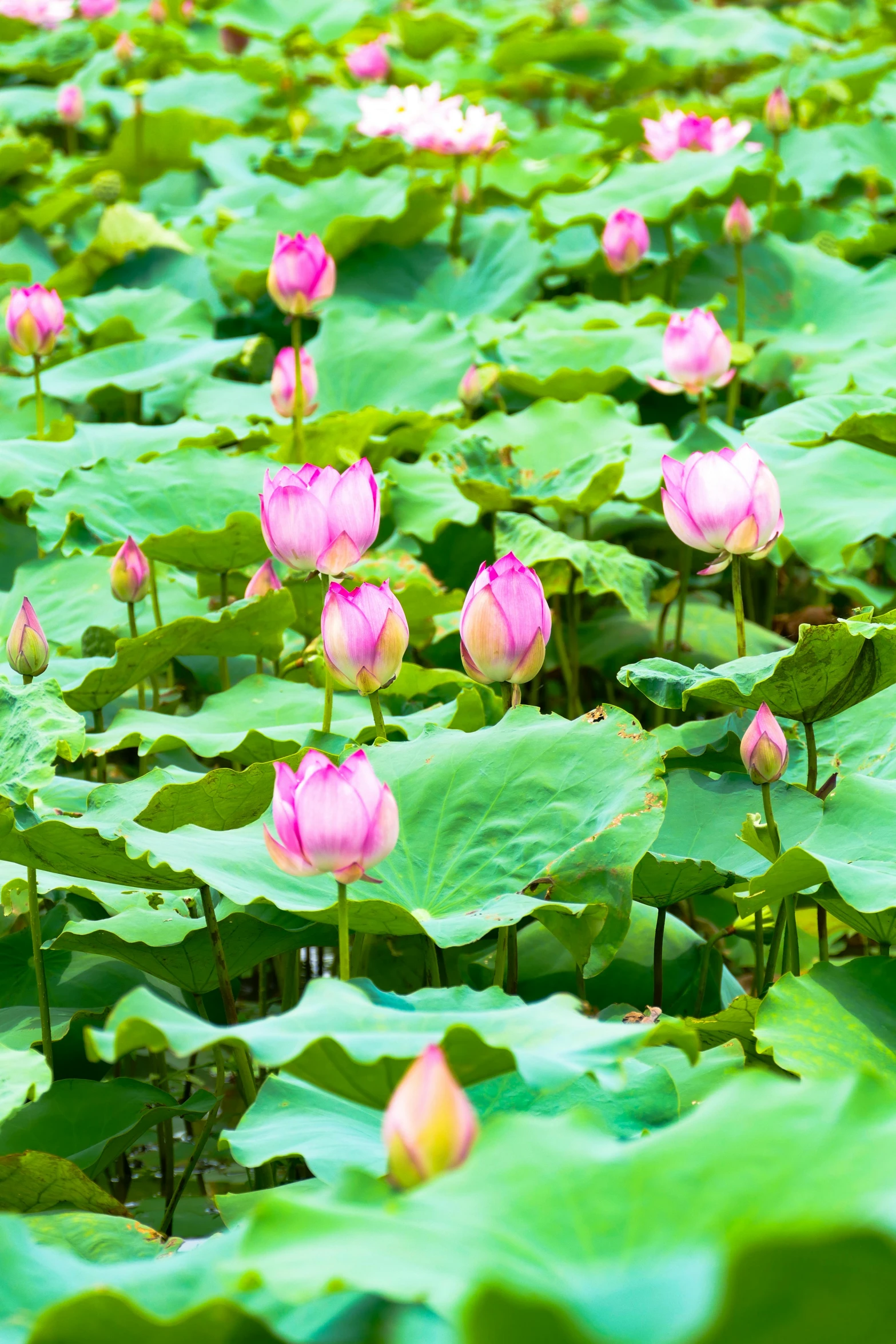 a pond filled with lotus flowers and green leaves